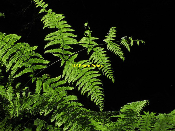 Photo 6"x4" Sun light on ferns, Row Heath, W Runton Sheringham c2013