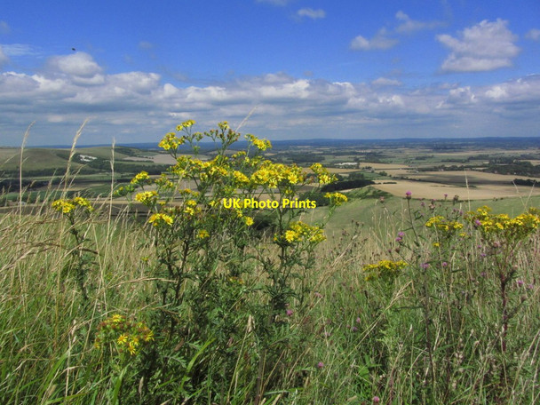 Photo 6"x4" View through ragwort from Beddingham Hill, E Sussex Beddingham c2013