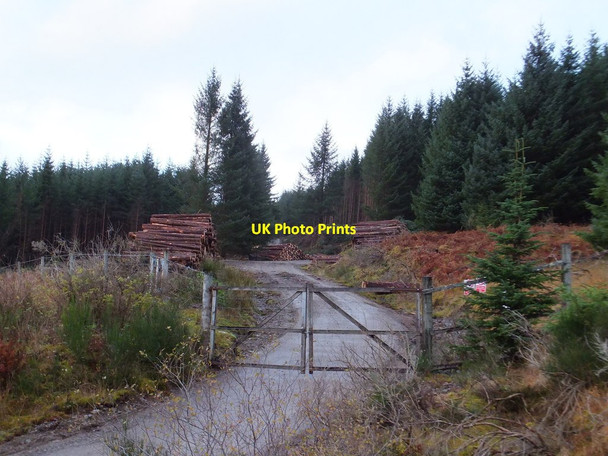 Photo 6"x4" Forestry operations by Oldtown, Achanalt Viaduct Plantation c2013