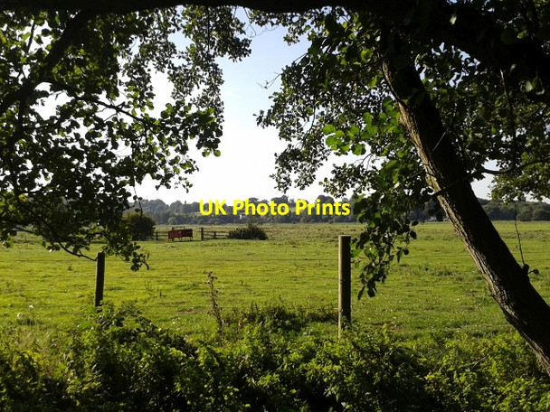 Photo 6"x4" Postwick marsh Bramerton c2013