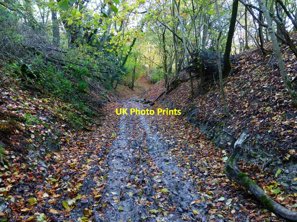 Photo 6"x4" Bridleway ascending from Telegraph Lane East Harting c2013