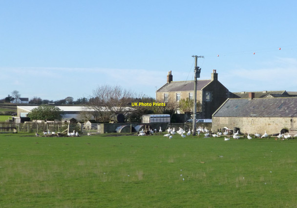 Photo 6"x4" East Fleetham Farm Swinhoe c2013