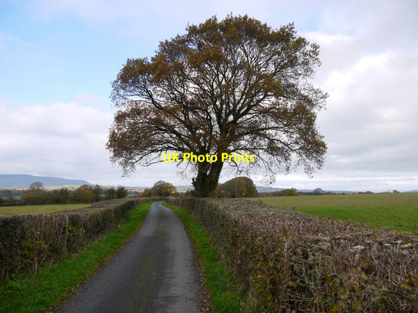 Photo 6"x4" Large specimen oak Gilfach\/SO3434 c2013