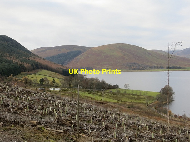 Photo 6"x4" Recently replanted woodland, Bowerhope Bowerhope c2013