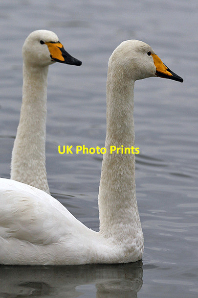 Photo 6"x4" Whooper Swans at Caerlaverock Wetland Centre Eastpark\/NY0565 c2013