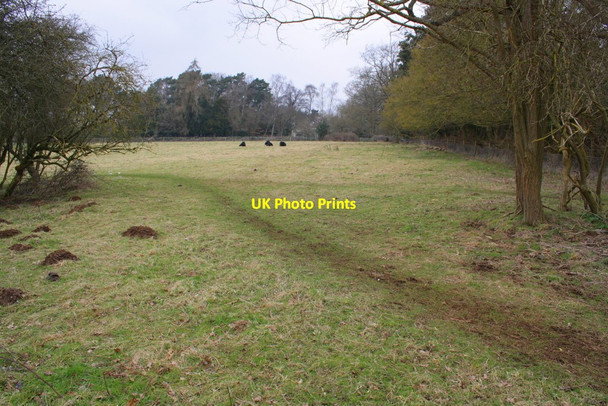 Photo 6"x4" Footpath through cow field Foxcombe Hill c2013