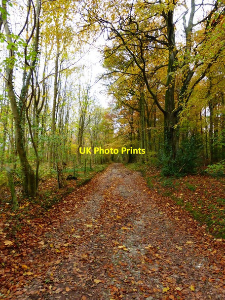 Photo 6"x4" Restricted byway to the South Downs Way Hooksway c2013