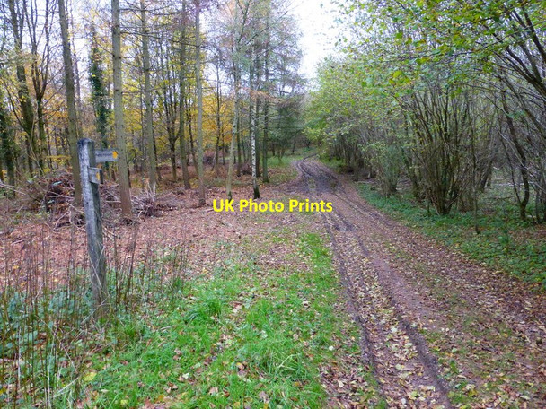 Photo 6"x4" Footpath signpost in Phillis Wood Hooksway c2013