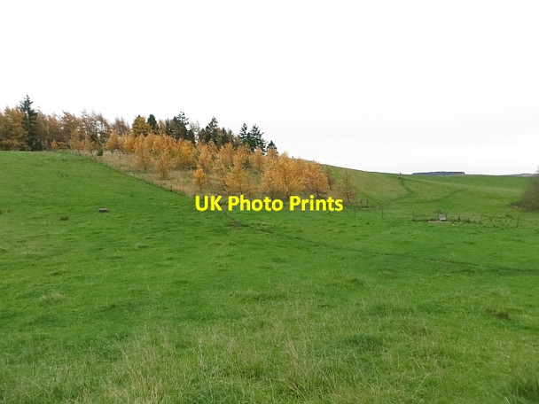 Photo 6"x4" Woodland, Haining Selkirk c2013