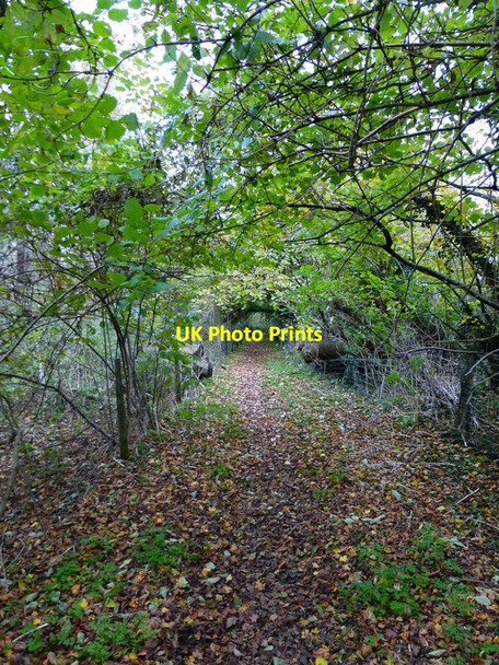 Photo 6"x4" Footpath tunnel west of North Marden East Marden c2013