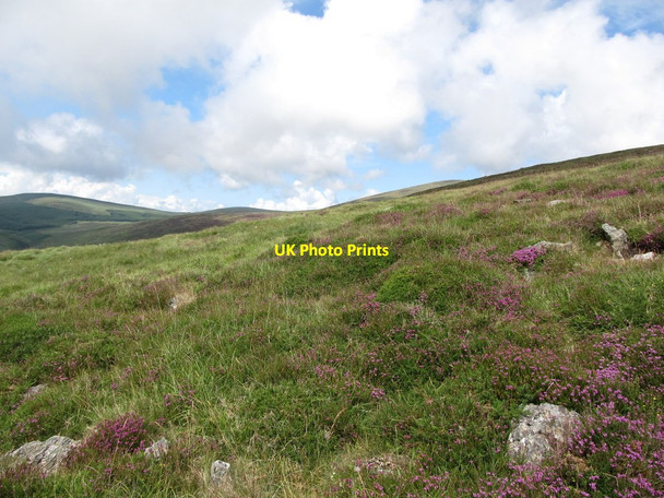 Photo 6"x4" Erica cinerea on the western slopes of Rocky Mountain Attical c2013
