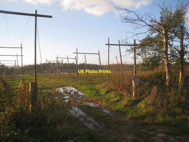 Photo 6"x4" Hopyard at Ankerdine Farm Ankerdine Hill c2013
