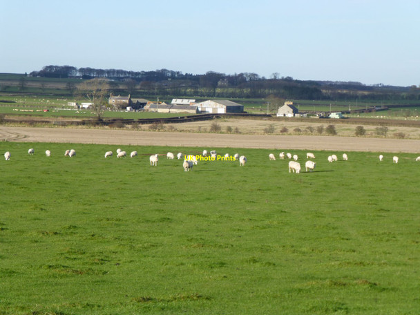 Photo 6"x4" East Fleetham Swinhoe c2013