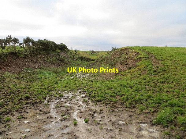 Photo 6"x4" Dunduff Branch Blackwood\/NS7943 c2013
