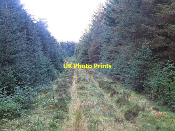 Photo 6"x4" Forest track Dunside Rig\/NS7236 c2013