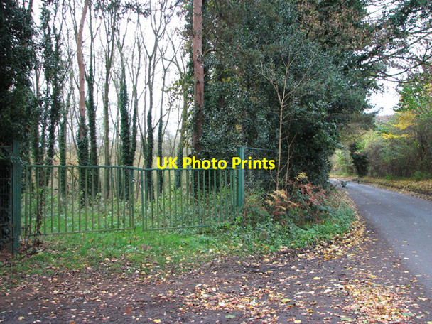 Photo 6"x4" Poplars beside the River Wensum Costessey Park c2013