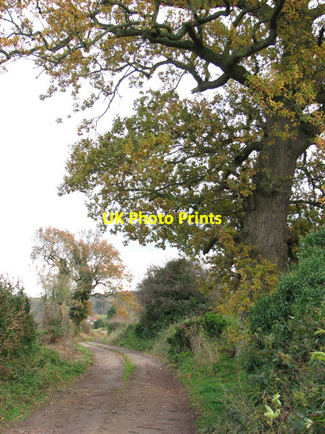 Photo 6"x4" Oak trees beside Back Lane, Ringland Ringland\/TG1314 c2013