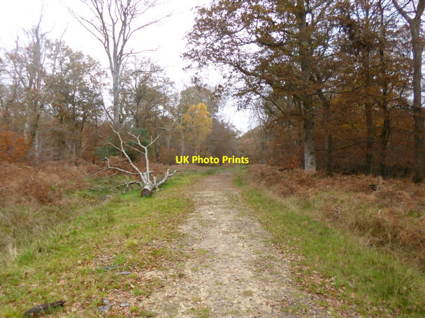 Photo 6"x4" Park Ground Inclosure, forestry road Clayhill\/SU3007 c2013