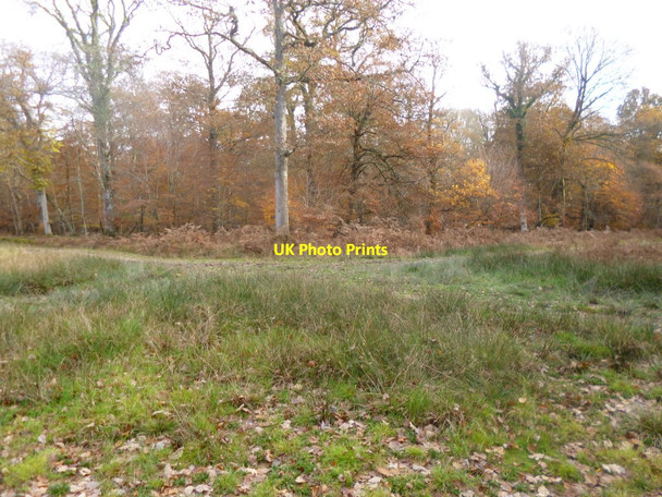 Photo 6"x4" Park Ground Inclosure, forestry track junction Clayhill\/SU3007 c2013