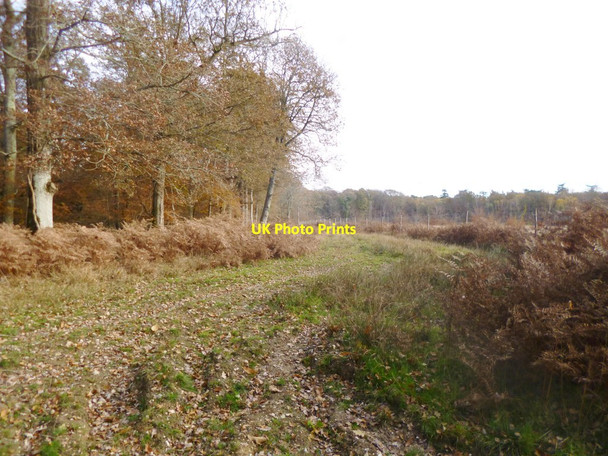 Photo 6"x4" Park Ground Inclosure, forestry track Clayhill\/SU3007 c2013