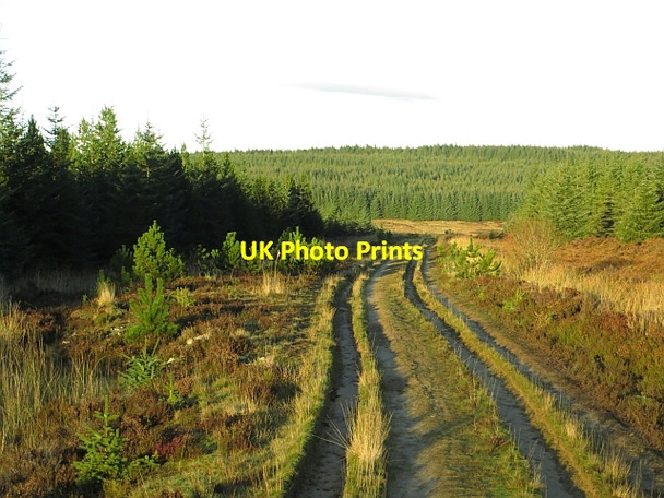 Photo 6"x4" Track, Berry Moss Back Burn\/NS7136 c2013