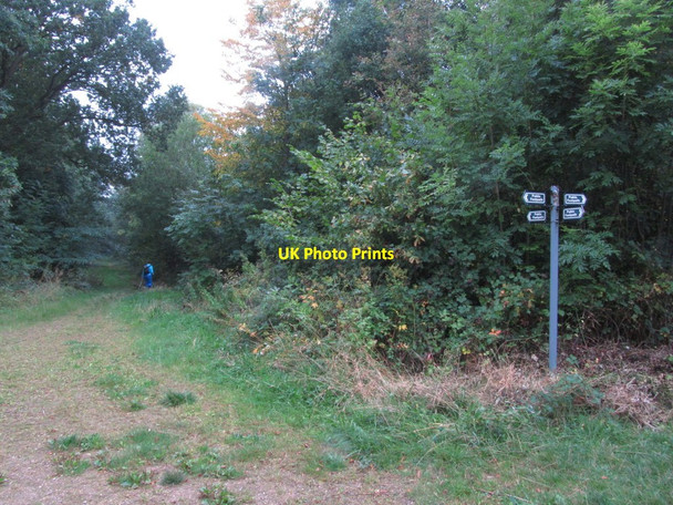Photo 6"x4" Crossing of paths Potterhanworth Wood Potterhanworth c2013