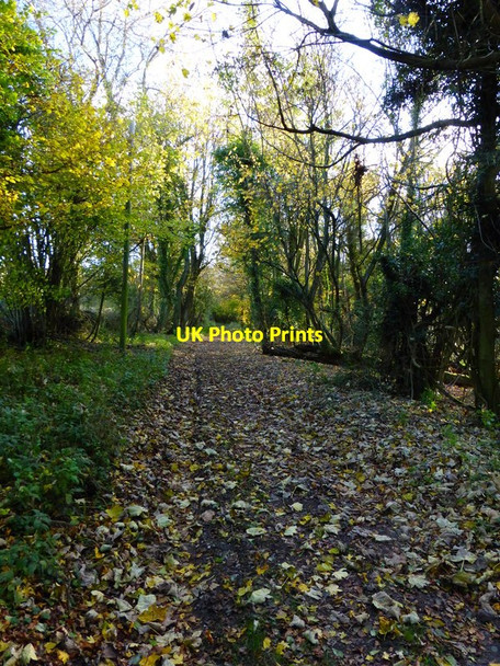 Photo 6"x4" Footpath along edge of Wildhams Wood Chilgrove c2013