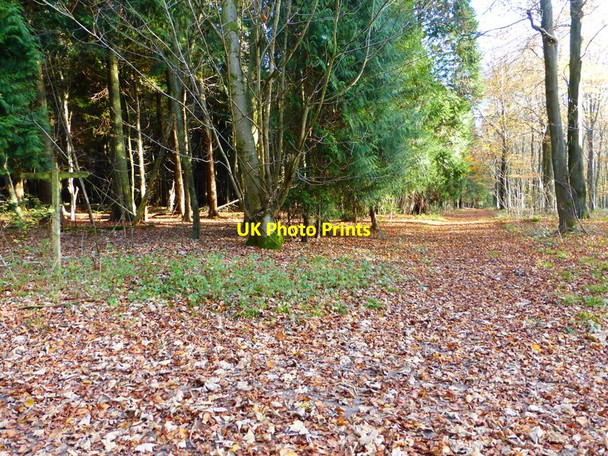 Photo 6"x4" Track in Wildhams Wood Chilgrove c2013