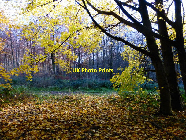 Photo 6"x4" The beauty of autumn leaves Chilgrove c2013