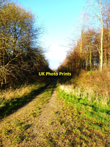 Photo 6"x4" Woodland track looking towards Great Dean Bottom Chilgrove c2013