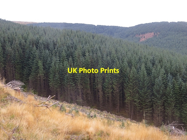 Photo 6"x4" Coom Shank Bowerhope c2013