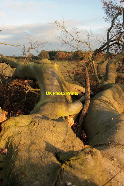 Photo 6"x4" Storm damage Upton Grey c2013