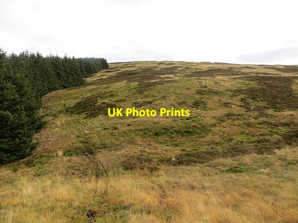 Photo 6"x4" Forest edge, The Wiss Bowerhope c2013
