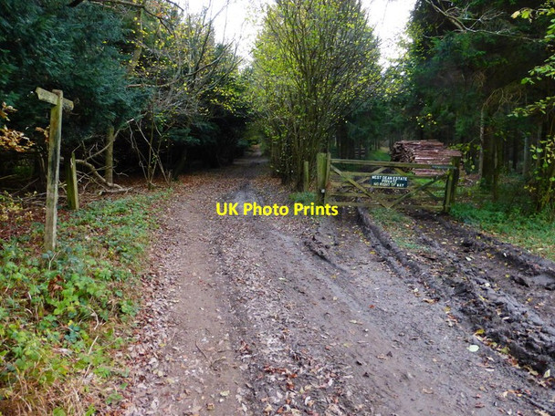 Photo 6"x4" Bridleway by The Plantation with log pile Chilgrove c2013