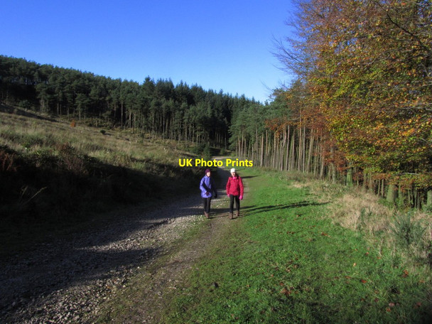 Photo 6"x4" On track up towards Nessit Hill, Macclesfield Forest Langley\/SJ9471 c2013