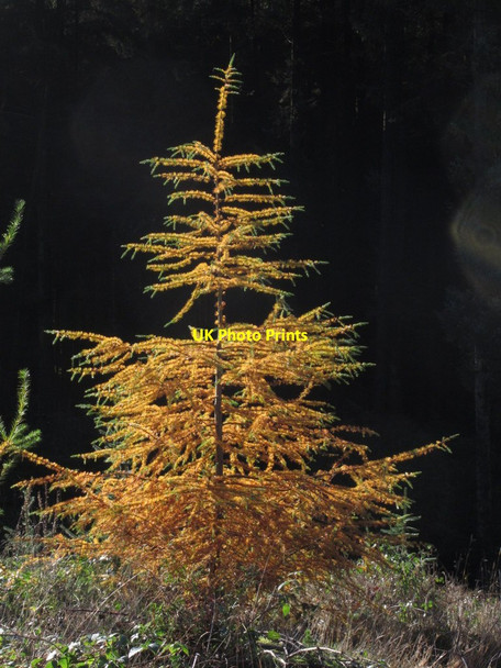 Photo 6"x4" Sunlight on young larch tree, Macclesfield Forest Macclesfield Forest c2013