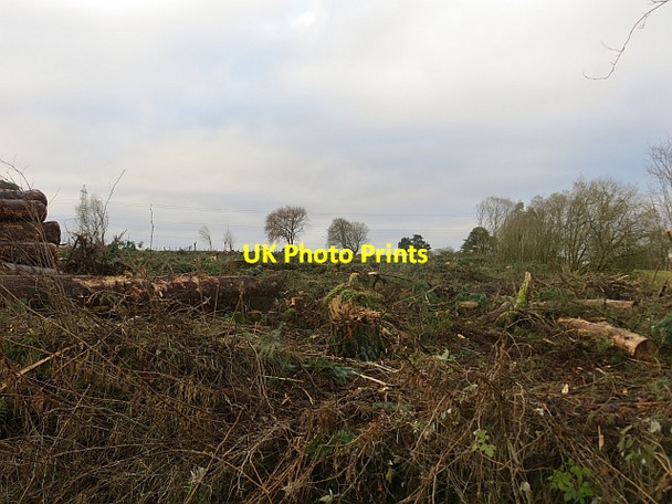 Photo 6"x4" Felled woodland, Muirhouse Blackwood\/NS7943 c2013