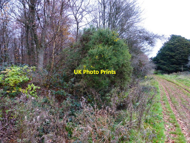 Photo 6"x4" Bridleway on top of Bow Hill (2) Stoughton\/SU8011 c2013