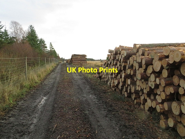 Photo 6"x4" Log stacks, Muir of Thorn Bankfoot\/NO0635 c2013