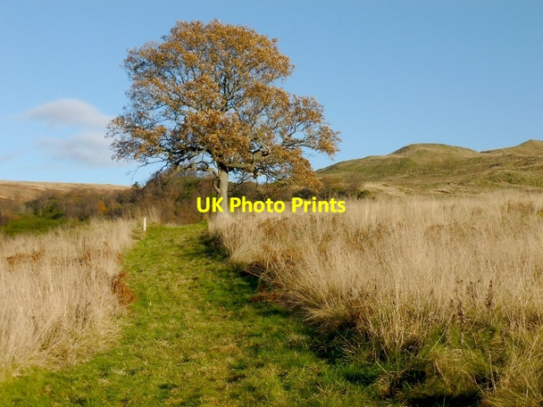 Photo 6"x4" Path near the Overtoun Burn Dumbarton c2013