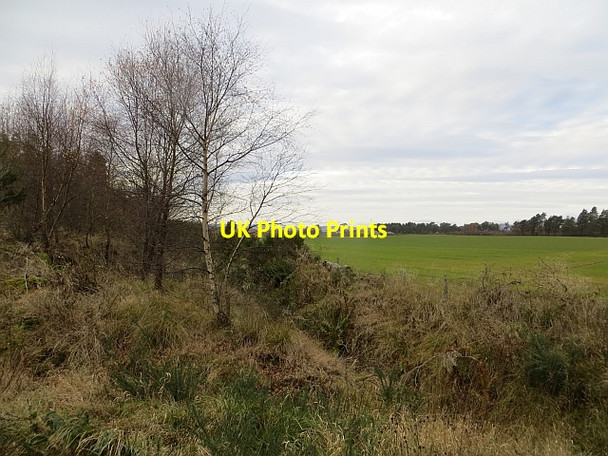 Photo 6"x4" Woodland edge, Taymount Wood Airntully c2013