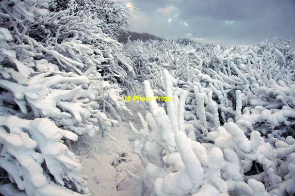 Photo 6"x4" Snow on branches, Halligarth, Baltasound Baltasound c2013