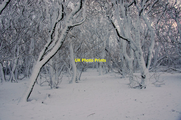 Photo 6"x4" Snow-covered trees at Halligarth, Baltasound Baltasound c2013