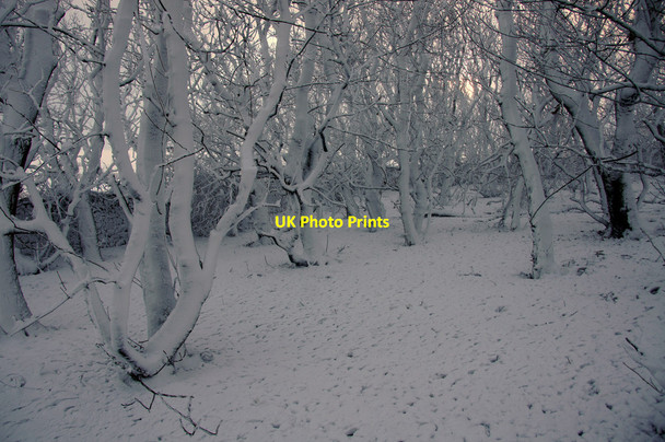 Photo 6"x4" Snow-covered trees at Halligarth, Baltasound Baltasound c2013 P1