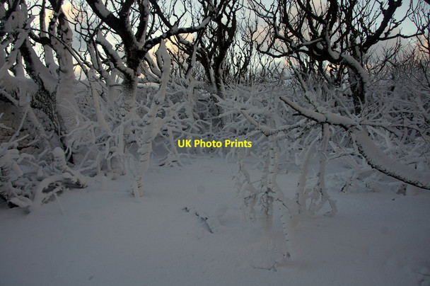 Photo 6"x4" Snowy branches at Halligarth, Baltasound Baltasound c2013