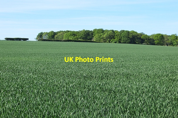 Photo 6"x4" Wheat near Beanston Athelstaneford c2013
