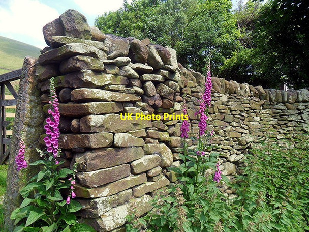 Photo 6"x4" Lee Farm Foxgloves Upper Booth c2013