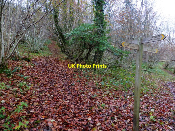 Photo 6"x4" Path to Up Marden Up Marden c2013