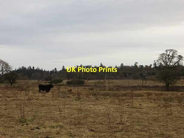 Photo 6"x4" Cattle, Westhaugh Meikleour c2013