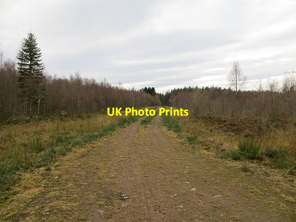 Photo 6"x4" Logging road, Taymount  Wood Cargill c2013